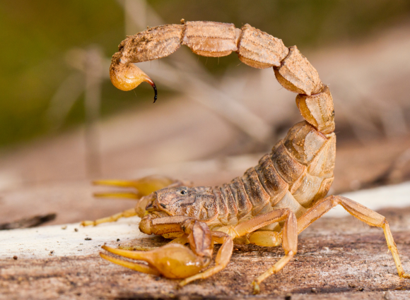 scorpion dans la nature