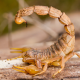 scorpion dans la nature