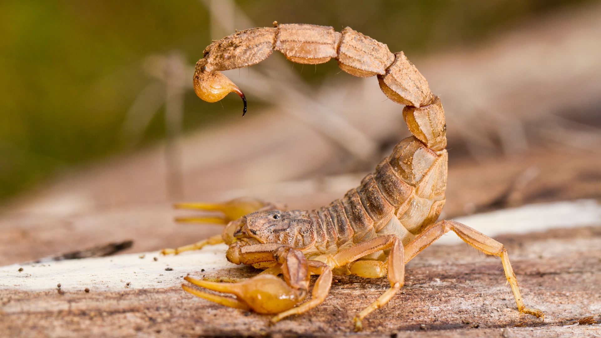 scorpion dans la nature