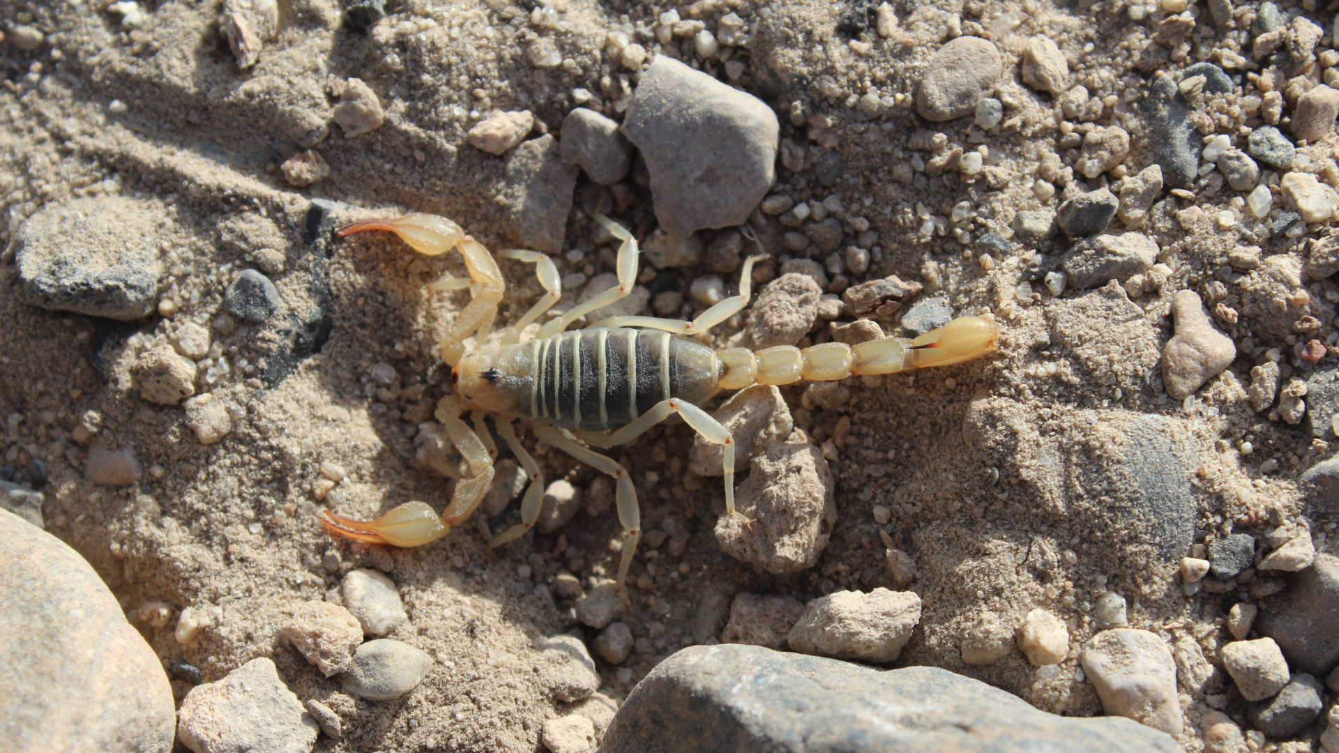 scorpion gris