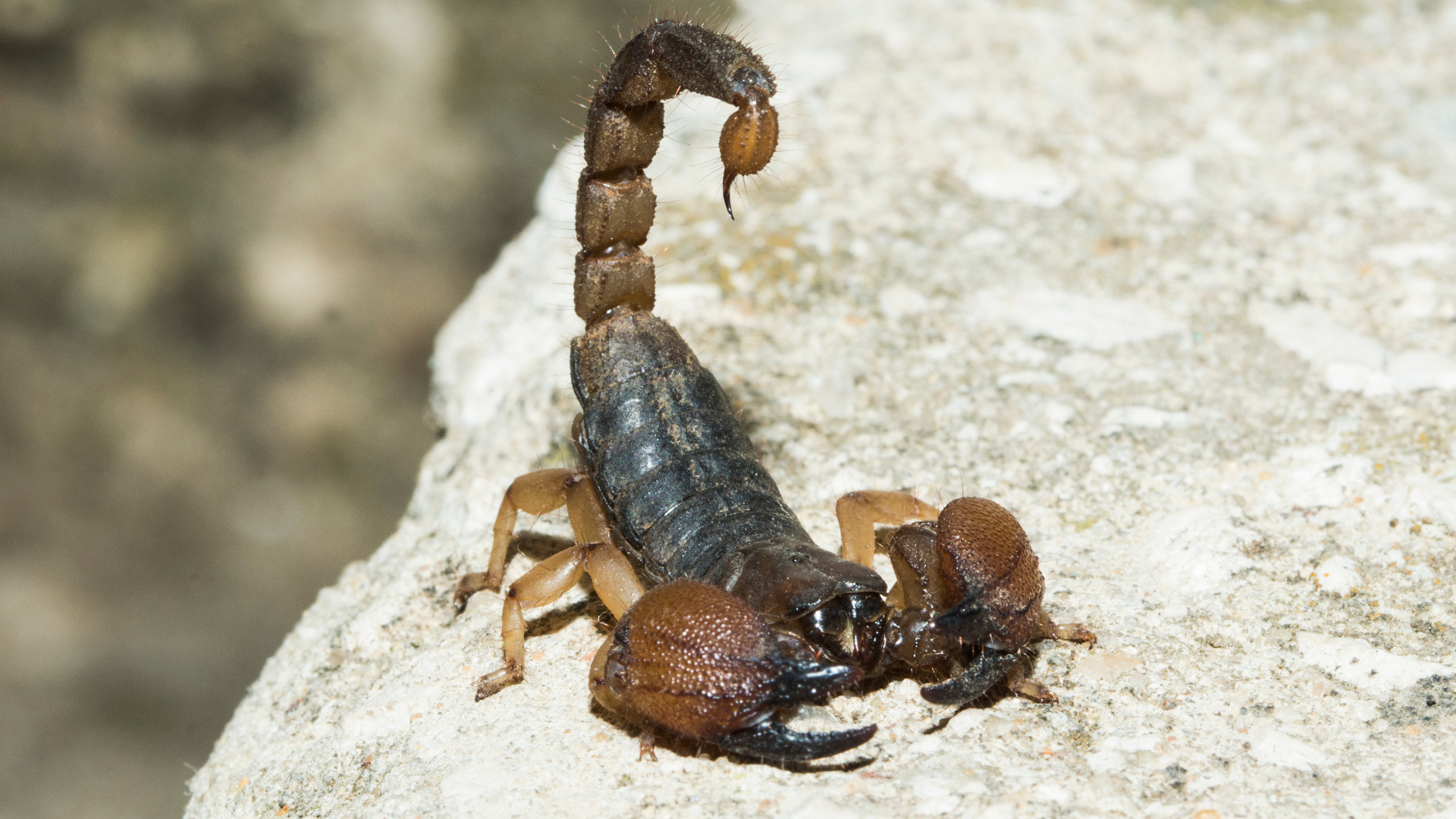 scorpion rouge rocher
